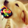 Dog Puppy  Colorful Rubber Training Chew Ball Small Bell Squeaky Sound Play Toy Dog Bite Resistant Ball Dog Accessories