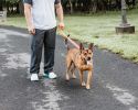 leashPet Life 'Aero Mesh' Dual Sided Comfortable And Breathable Adjustable Mesh Dog Leash