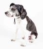 Pet Life 'Sea Spot Sun' UV Protectant Adjustable Fashion Mesh Brimmed Dog Hat Cap