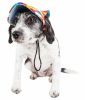 Pet Life 'Colorful' Floral UV Protectant Adjustable Fashion Dog Hat Cap